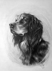 Pencil drawing - dog