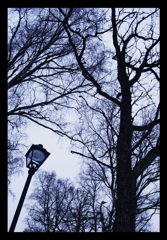 lamp post and trees