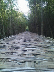 Bamboo Bridge in The Mangroves