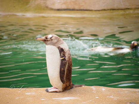 Photobomb level: Penguin