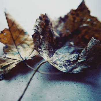 Fallen Leaves by kinipelahh