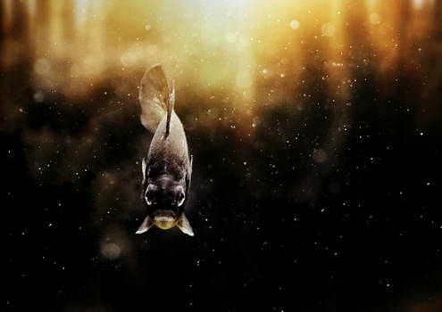 Galaxy fish
