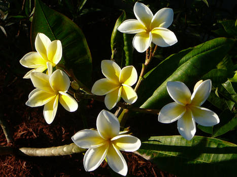 Hawaiian Flowers