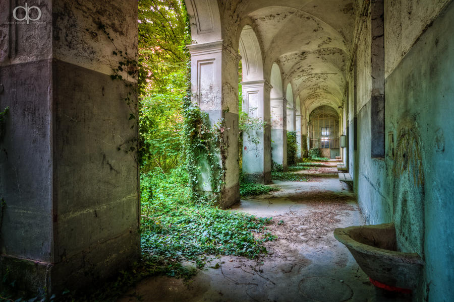 Green fingers of ivy