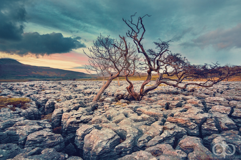 Limestone Tree