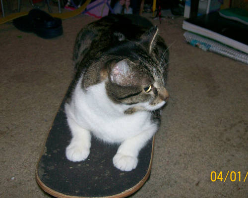 sk8er kitty