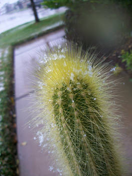 One Cold Cactus