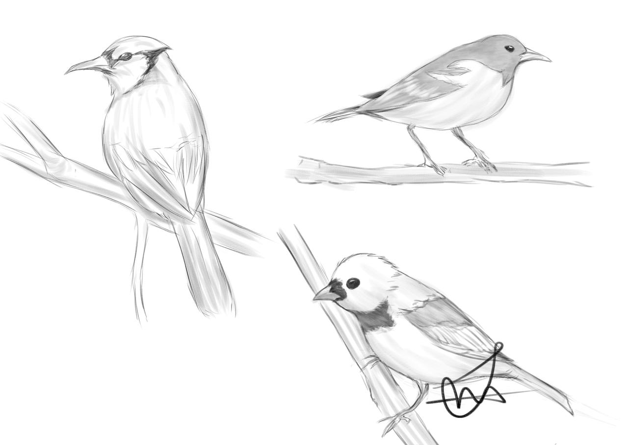 Birds Deviantart Birds by Jeremy54312 on DeviantArt