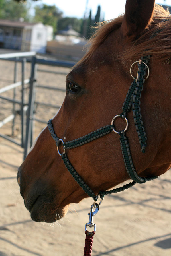 Custom Paracord Halter 2 [Left]