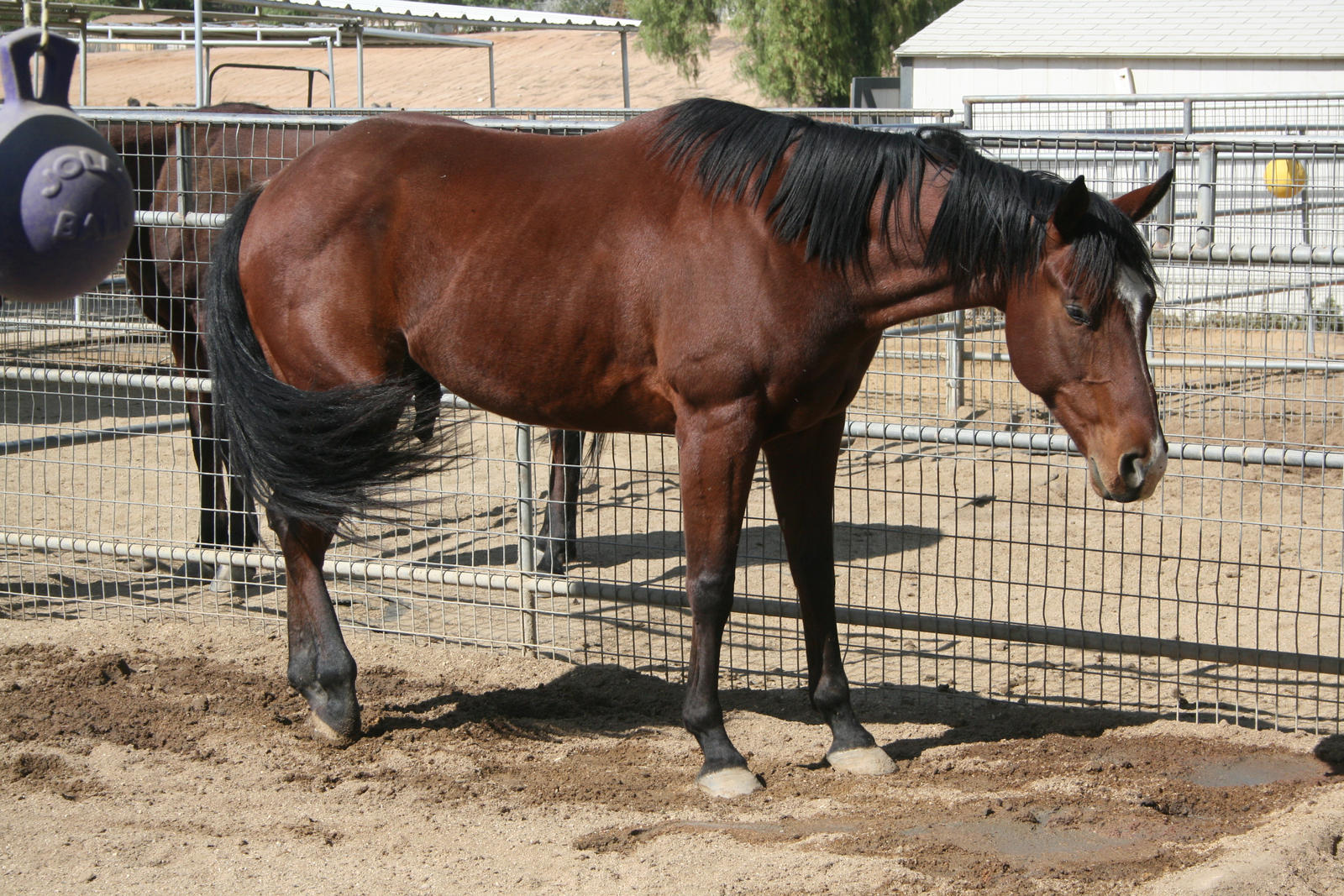 STOCK: Bay Horse4