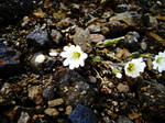 White Flower by ragnaice