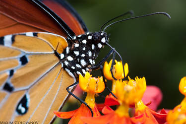 Drinking nectar