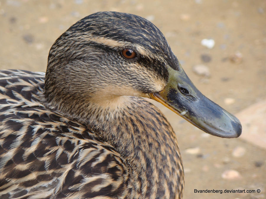 Duck that loves banana