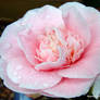 Camellia for you