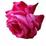 Pink rose II