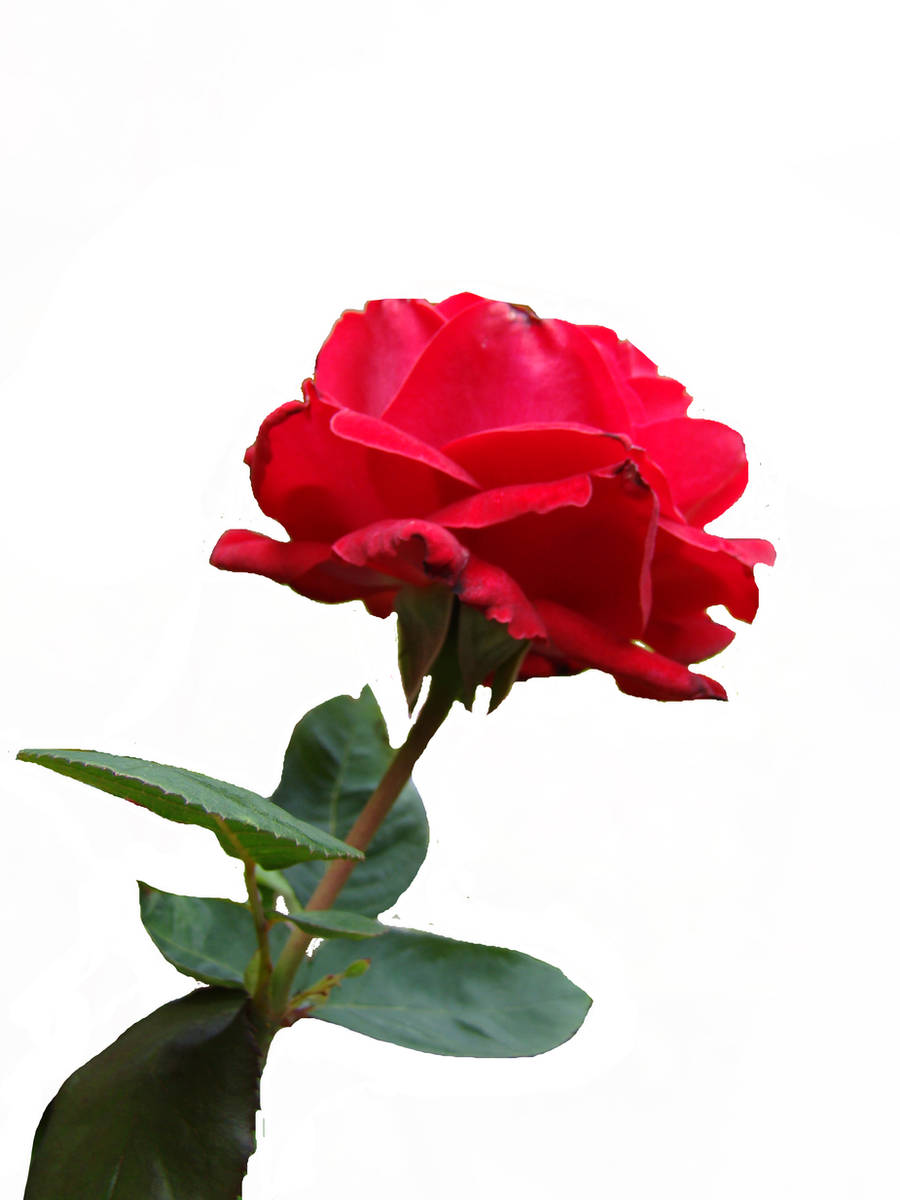 Red Rose stock by babsartcreations