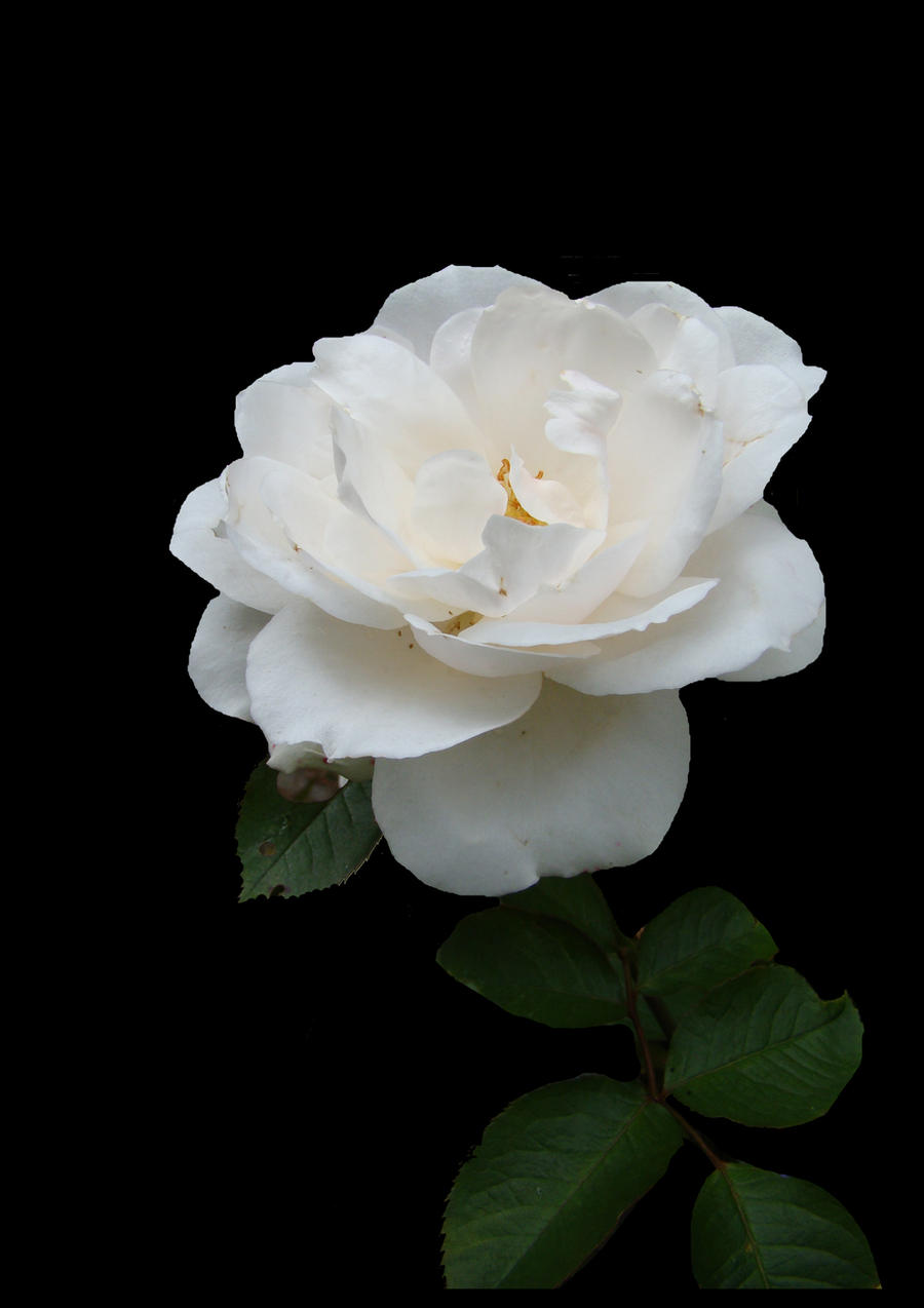 stock white rose 3