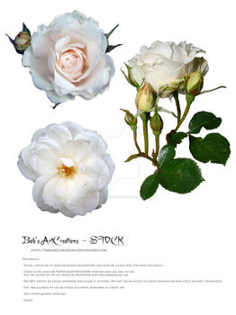 white Rose stock BAC