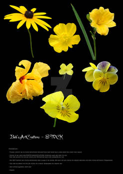 Stock yellow flowers