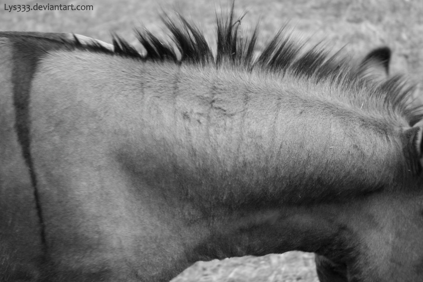 Mane Definition The mane attraction by Lys333 on DeviantArt