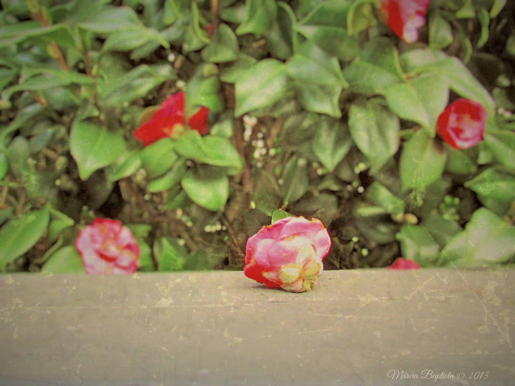 Fallen Rose by MFBaptista on DeviantArt