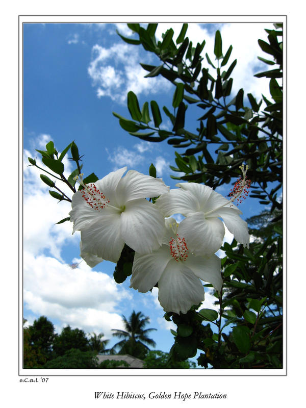 White Hibiscus