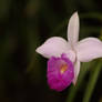 Orchid