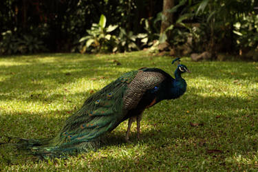 Peacock