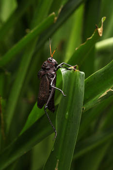 Grasshopper: after the rain