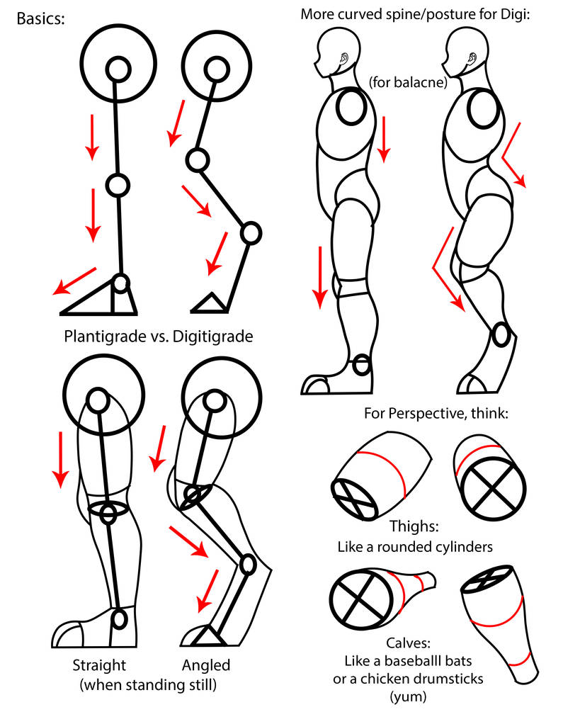 Plantigrade and Digitigrade Legs by AnimeJordin1 on DeviantArt