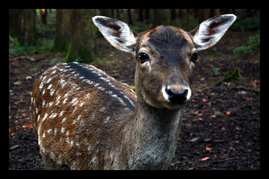 bambi.