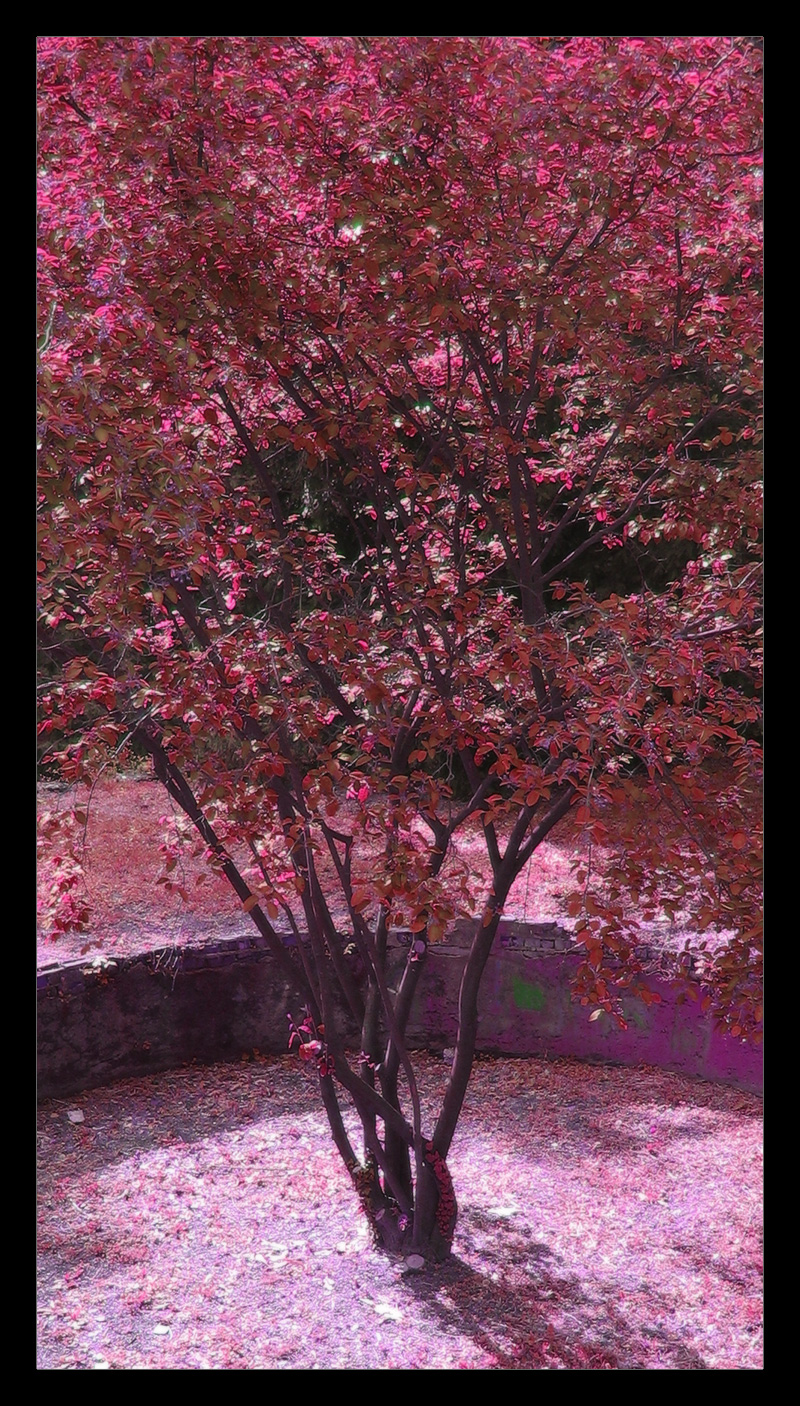 red leaves 2