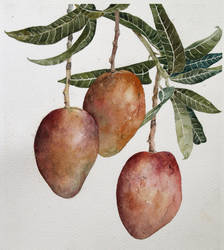 mangifera indica