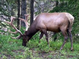 elk crossing