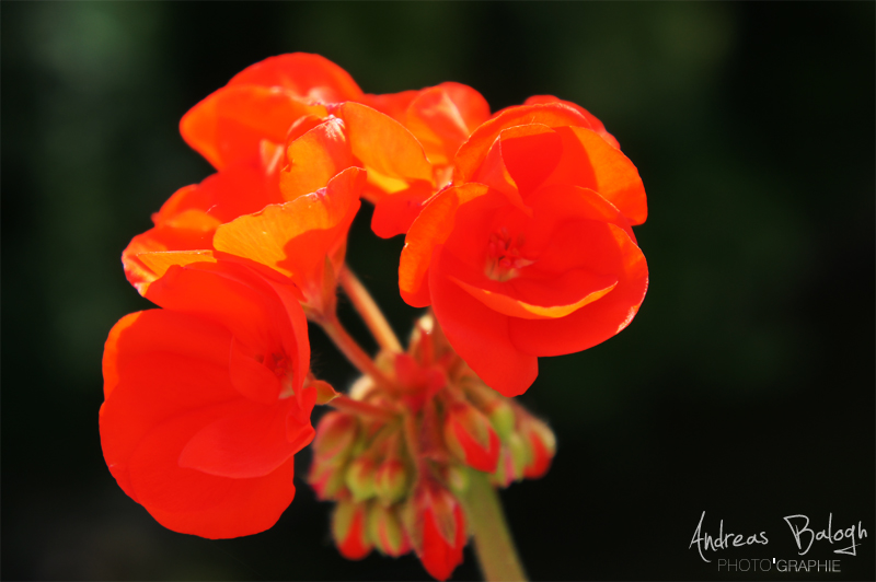 The reddish glare of natural