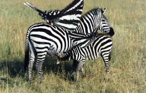 Zebras