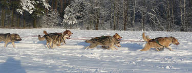 sled dogs running