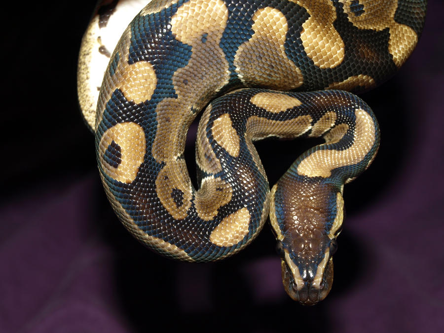 python by Sayrel on DeviantArt