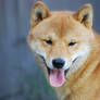 shiba inu 1