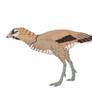 Dromolestes  stelechopteryx