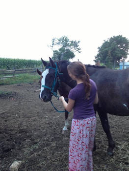 Ebony Jet's first bridle