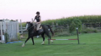 Horse fall! GIF