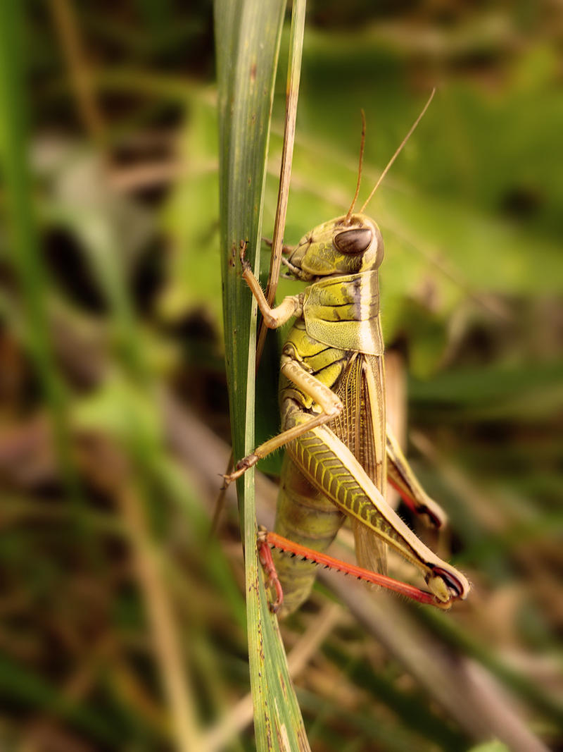 grasshopper