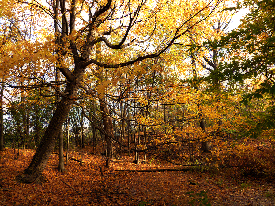 The Leaning Tree II