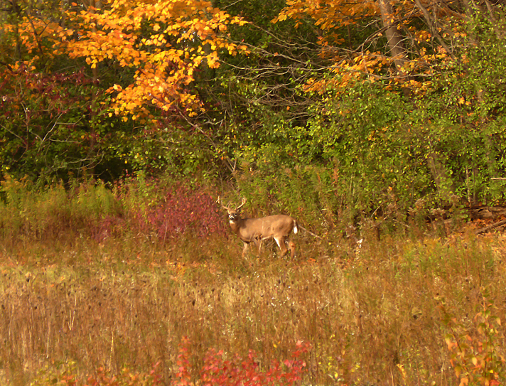 A Deer...in the Forest