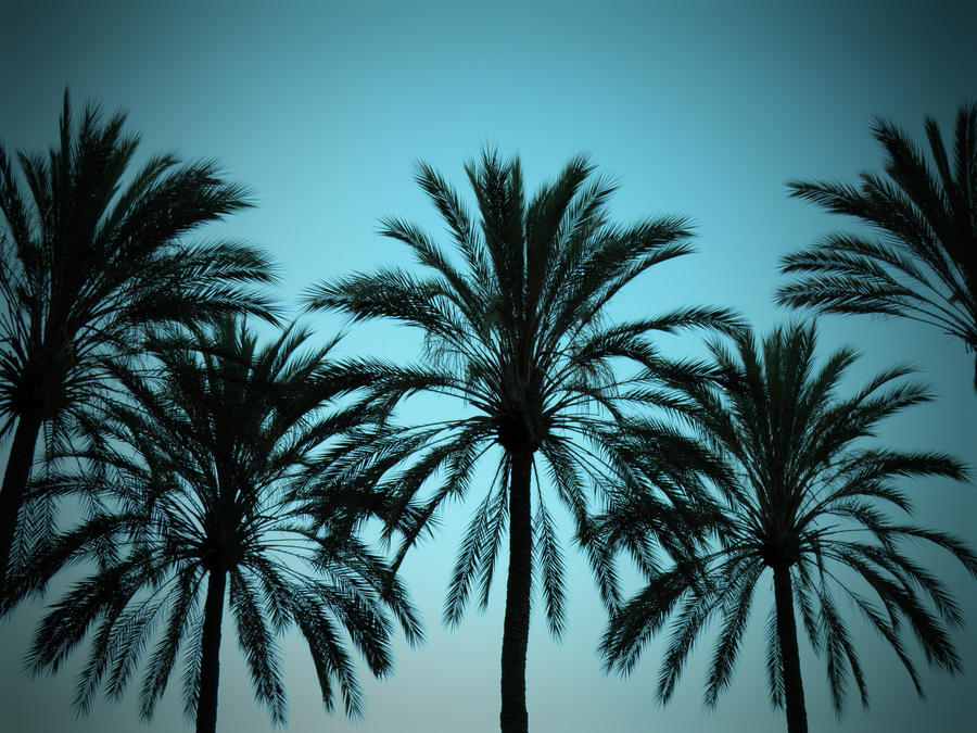 Anaheim Palms