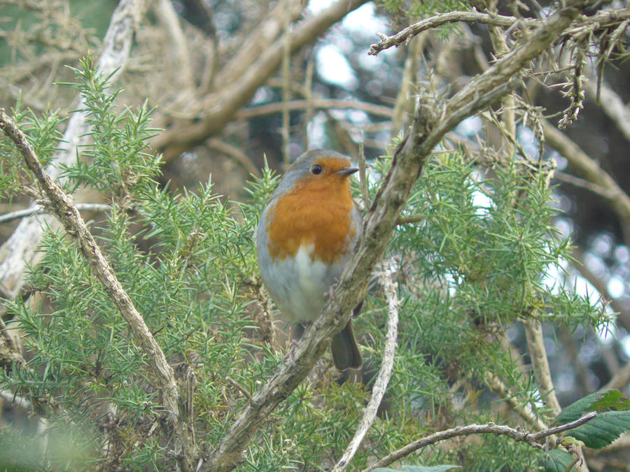 Lovely Robi Lovely little robin by letslook on DeviantArt