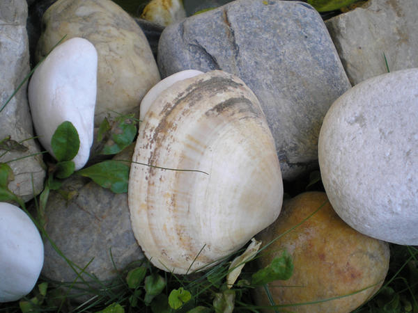Rock Vs Shell rock and shell by Hunjew on DeviantArt