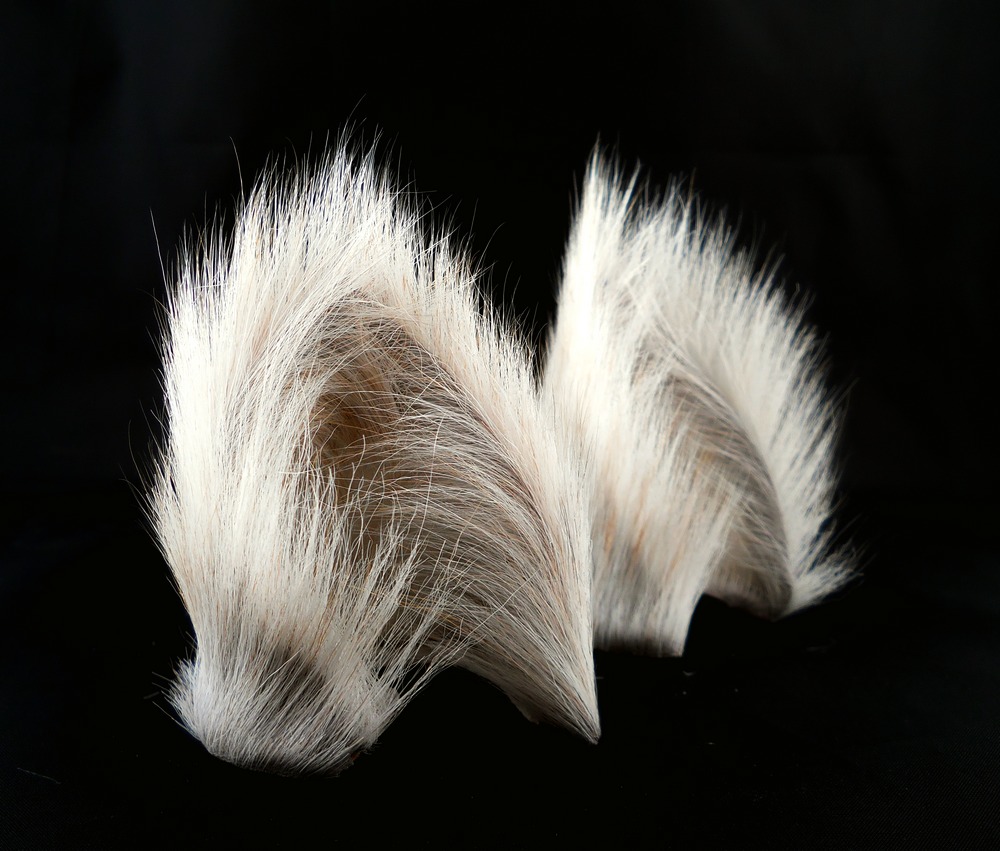 White Chai  Long Fur Cat Ears