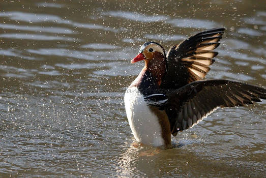 Mandarin in the spray